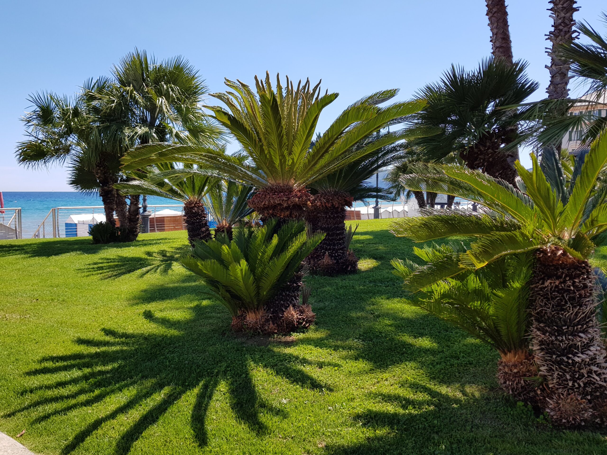 Alassio, Riviera delle Palme