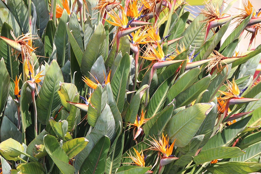 natuur Santo Stefano al Mare, Italiaanse bloemenriviera natuur Santo Stefano al Mare, Italiaanse bloemenriviera